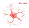 Vector Illustration of microglia. Neuroglia glial cell